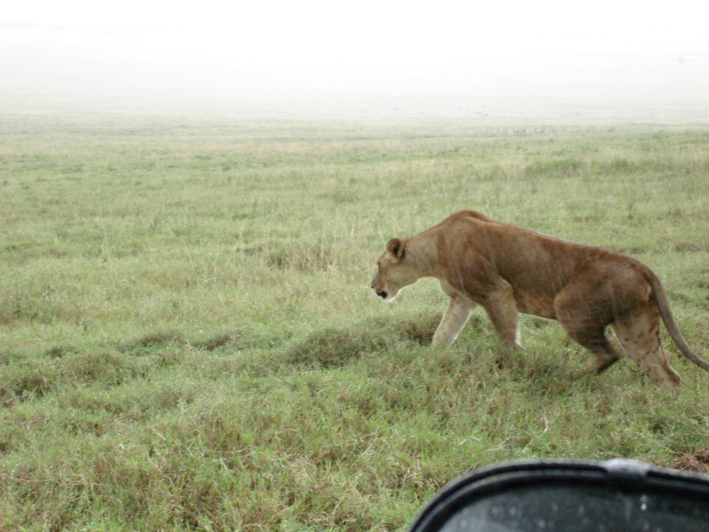 [Nakuru+Safari+-+lion+hunting+by+car+-+compressed.jpg]