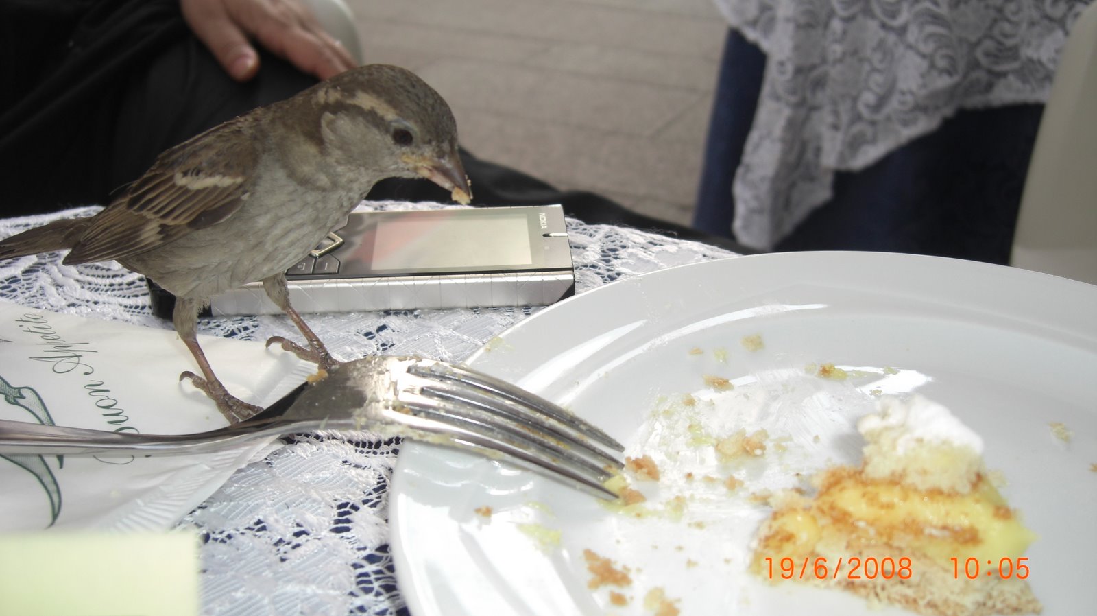 [bird+eating+food+.JPG]