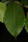 [beech+leaf.jpg]