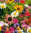 Per te Pupina: tanti fiori colorati