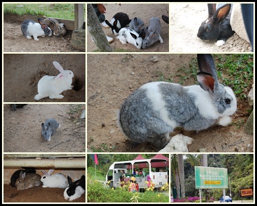 [Rabbit_Farm.jpg]