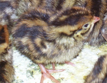 Day Old Chick