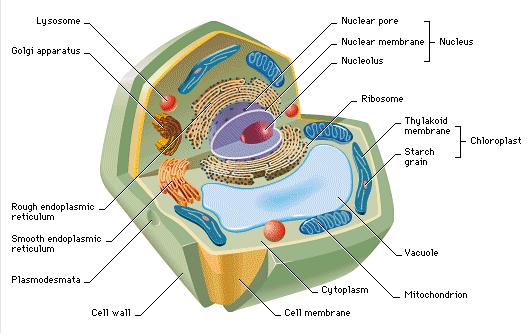 Kids Research Express Plant Cell Structure And Function