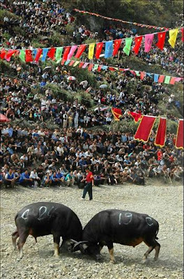 combat de buffle dans le Guizhou Chine