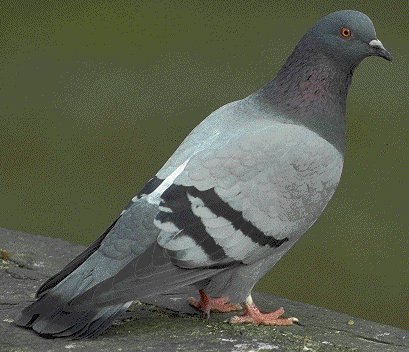 [photo-pigeon.jpg]