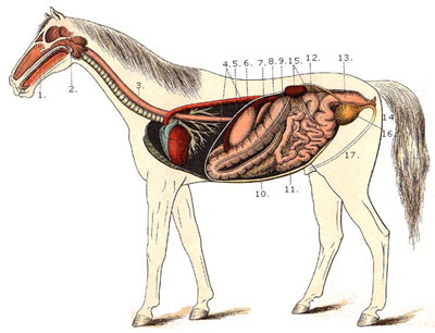 [horsedigestivesystemdiagrampicture.jpg]