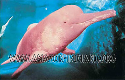 Pink Amazonian Dolphins