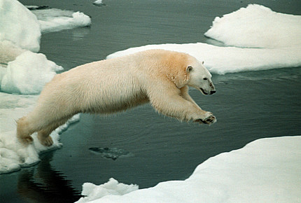 [polar_bear_greenpeace.jpg]