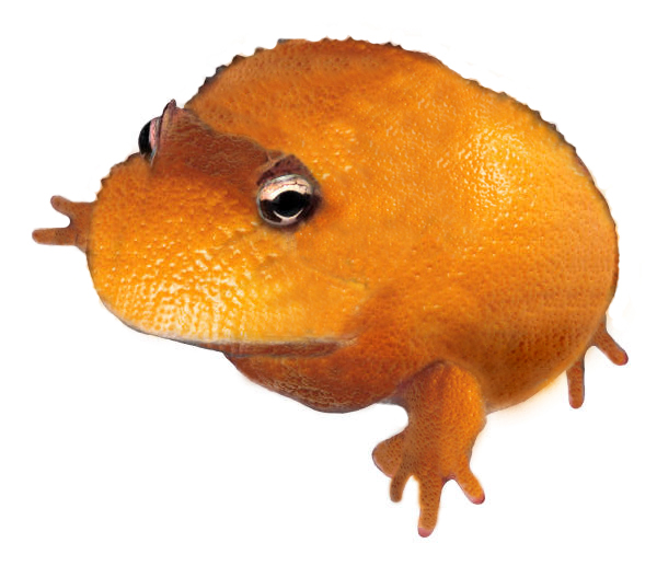 [orangefrog.jpg]