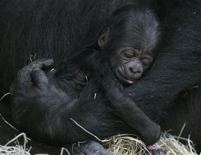 [Female+gorilla+Zazie+cradles+her,+as+yet,+nameless+newly+born+male+infant+in+Hanover+Zoo,+northern+Germany,+Friday,+Jan.+11,+2008.+It+is+the+fifth+child+of+male+gorilla+Buzandi+and+was+born+on+Friday.jpg]