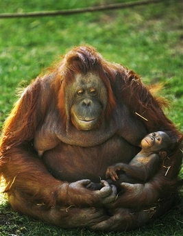[A-me,+the+orangutan+of+the+Guadalajara+Zoo,+cuddles+her+two-month+old+baby+in+Guadalajara,+Mexico,+Friday,+Jan.+11,+2008.jpg]