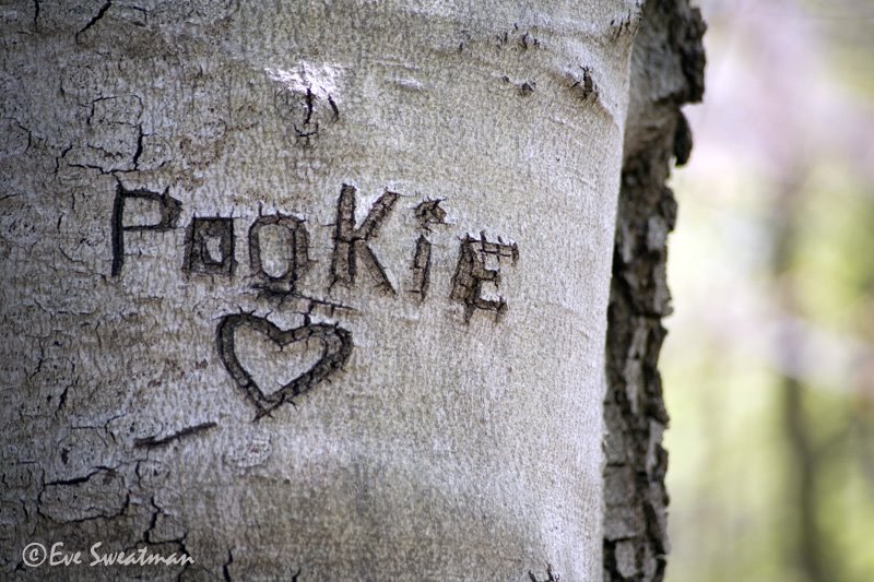 [tree+love.JPG]