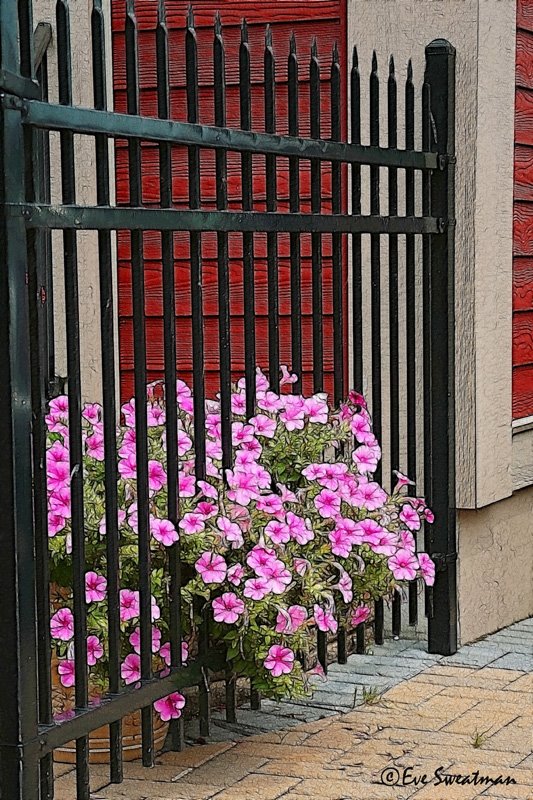 [gate+flowers.jpg]
