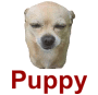 [puppy.png]