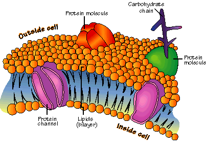 [cell_membrane.gif]