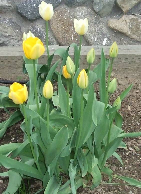 [tulips+013.jpg]