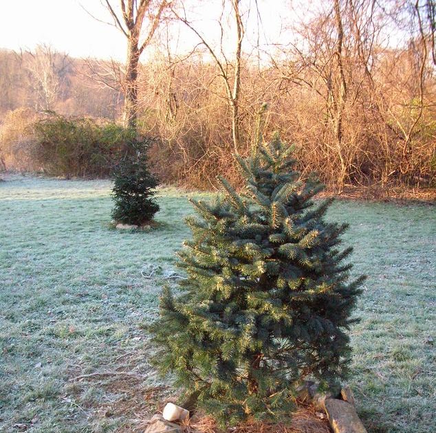 Arboreality - Tree Blogging: Planting Live Christmas Trees for Winter Solstice