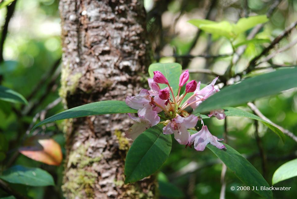 [20080628_rhododendron_1.jpg]