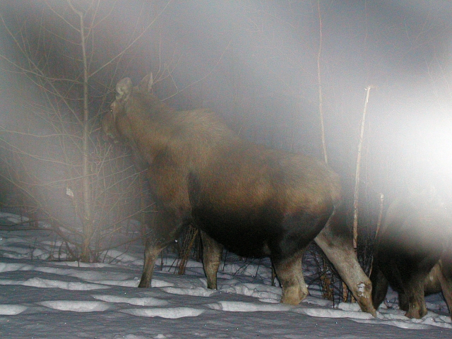 [fog.moose.jpg]