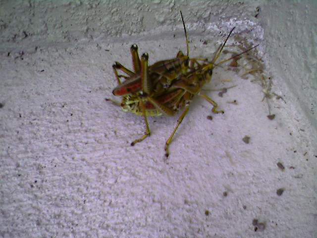 [grasshoppers.jpg]