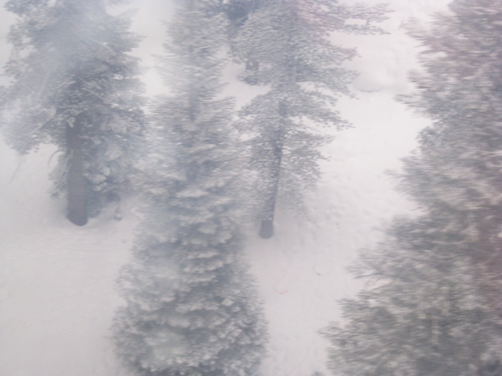 [IMG_0475+trees+in+snow.JPG]