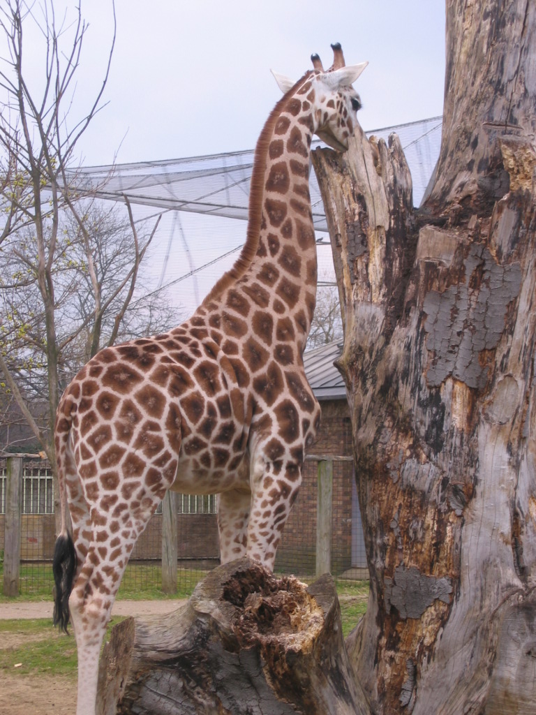 [IMG_7484+zoo+giraffe.JPG]