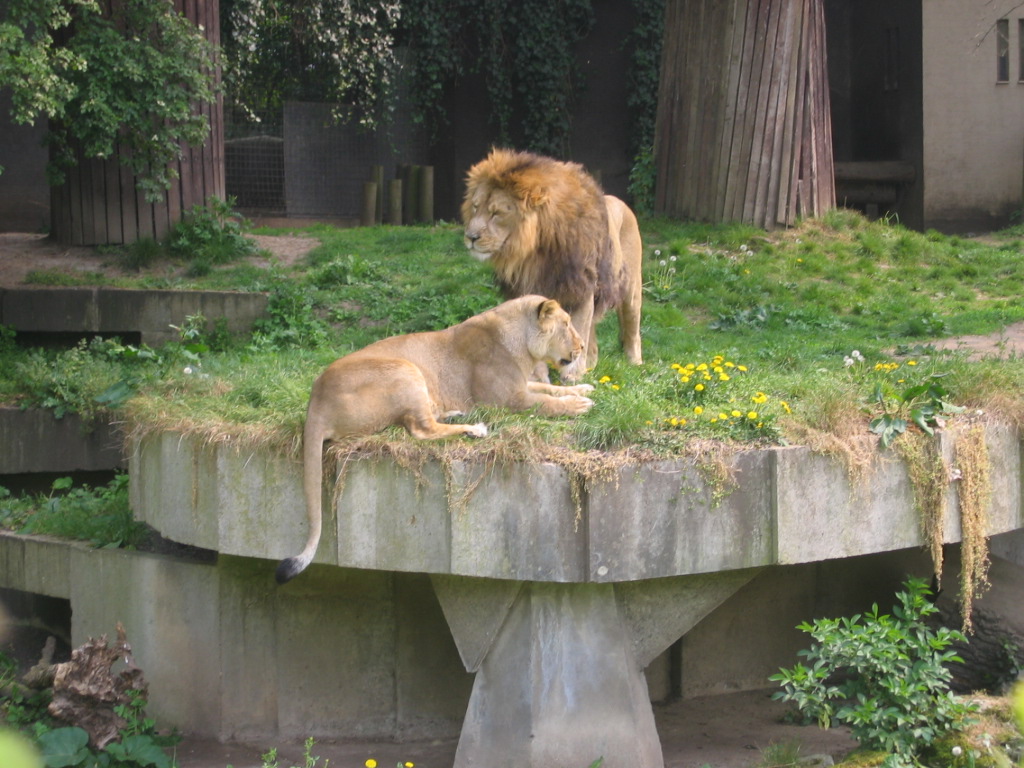 [IMG_8276+lions+at+the+zoo.JPG]