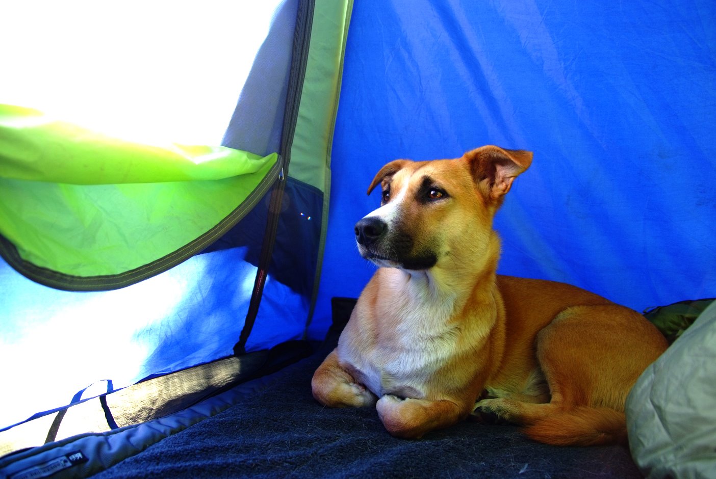 [campsite_max+in+tent.JPG]