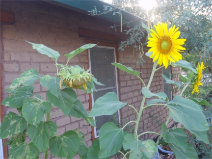 [sunflowers1.JPG]