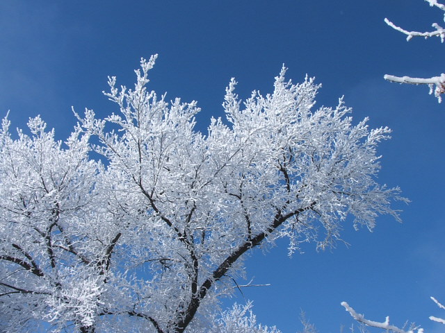 [frost+001.jpg]