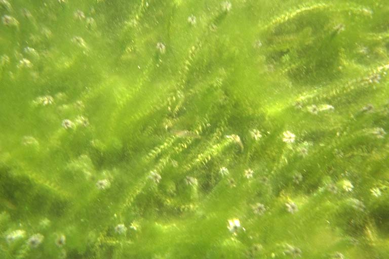 [algae.jpg]