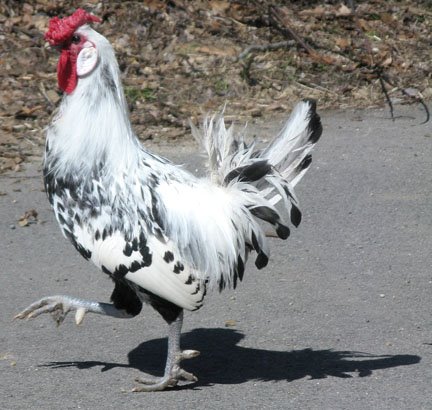 [walking+rooster.JPG]