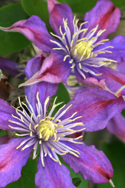 [purpleflowers.jpg]