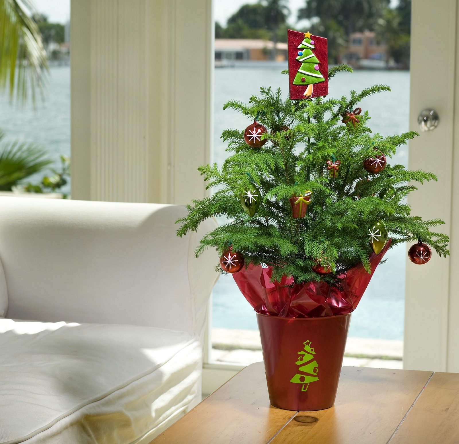 [Norfolk+Island+Pines+give+-green-+a+new+meaning+in+holiday+decorating.JPG]