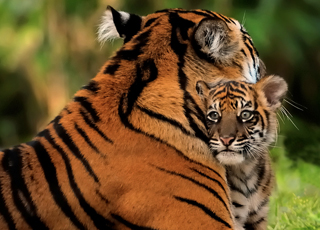 [tiger-cub-front.jpg]
