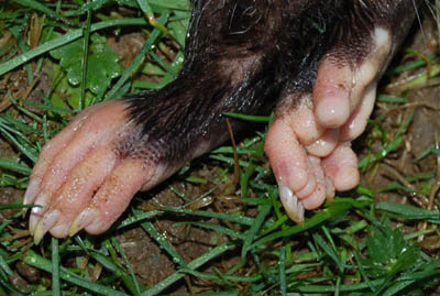 [possum_feet.JPG]