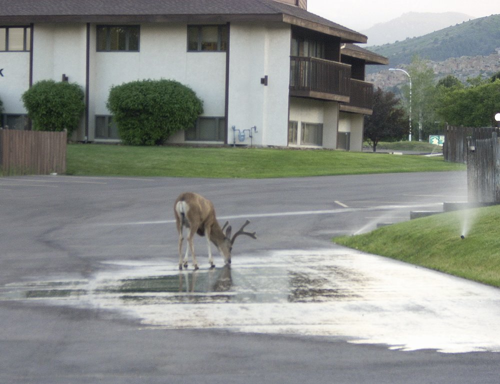 [Deer_Watering+hole.jpg]