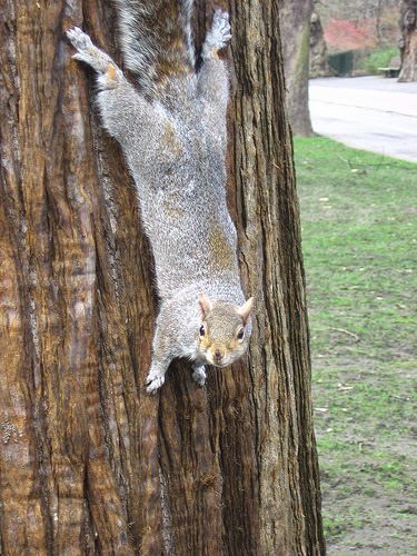 [squirrel-31-03-2006.jpg]