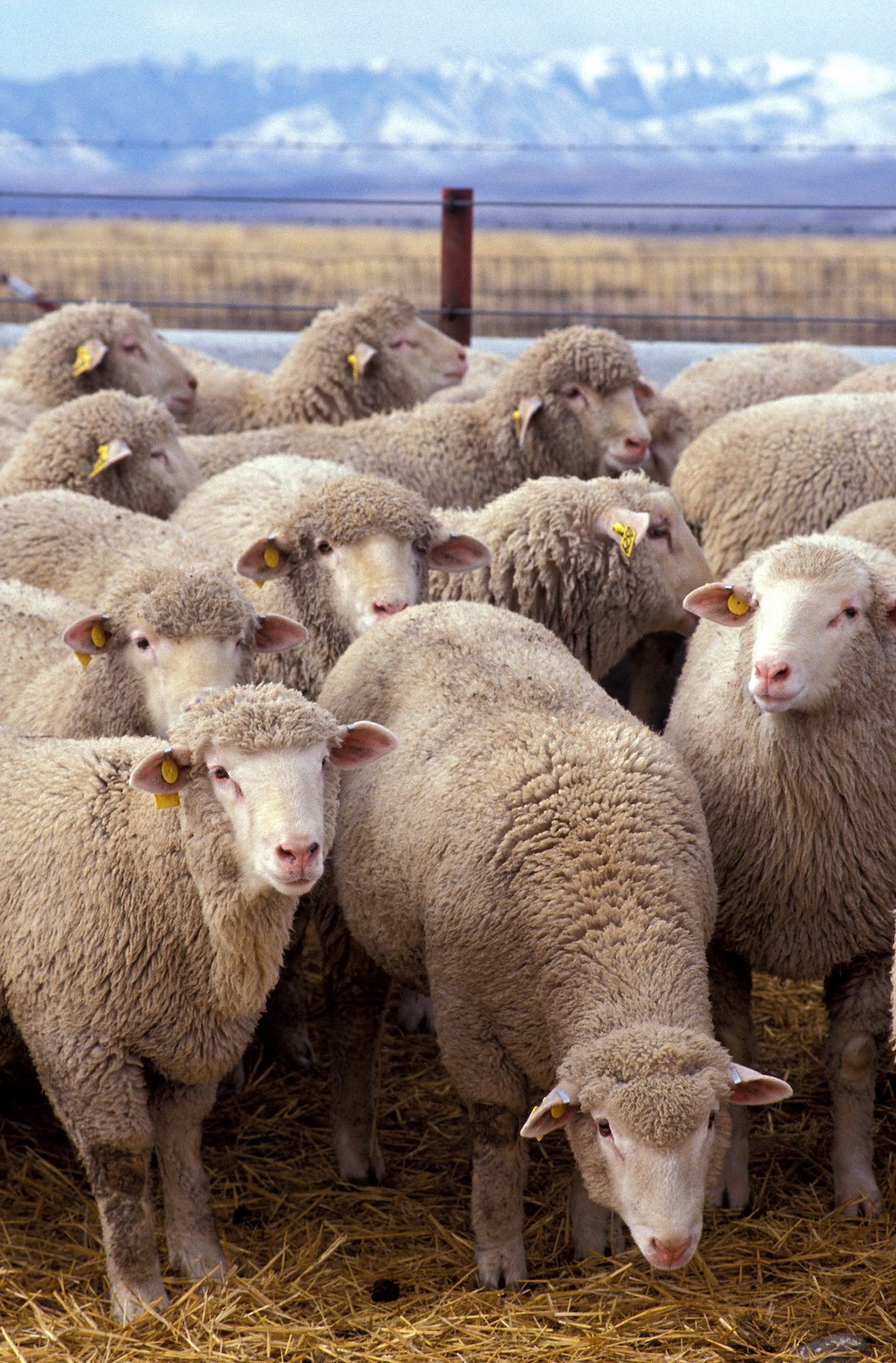 [Flock_of_sheep.jpg]