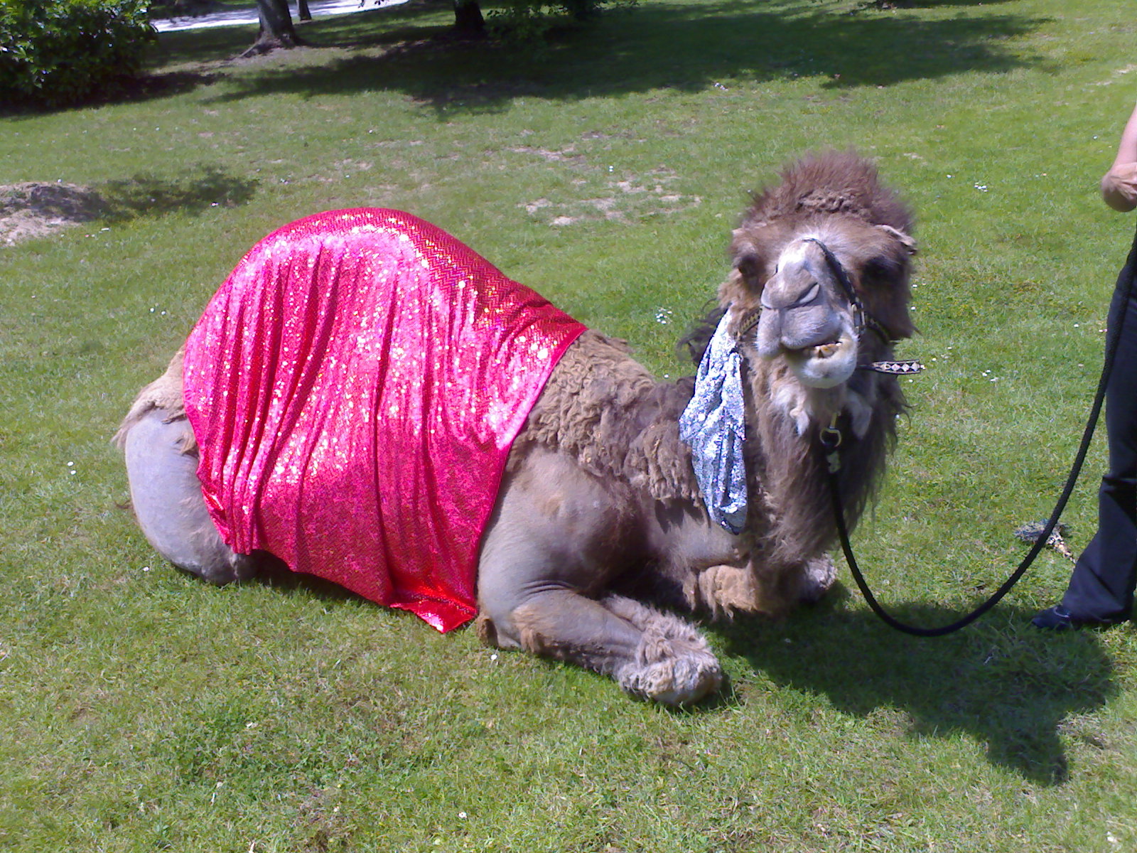 [2007_06_06+-+Camel+on+the+INSEAD+Lawn.jpg]