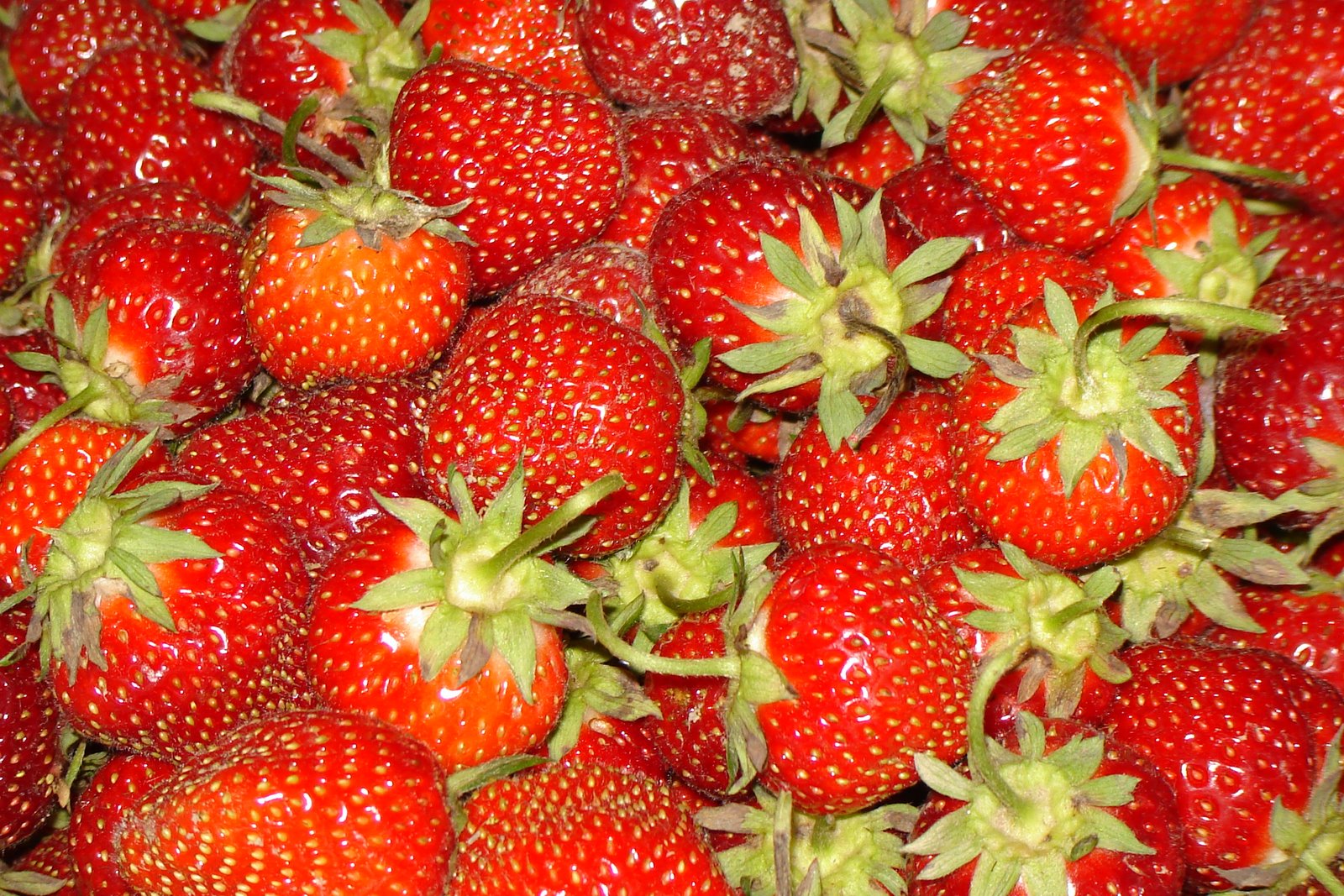 [Strawberries2.JPG]