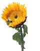 [sunflowerbee.gif]