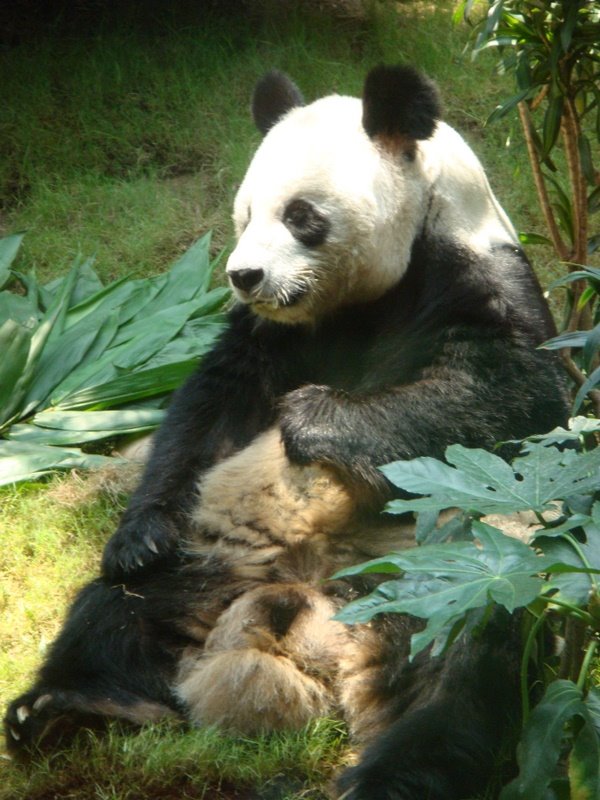 [sitting+panda.JPG]