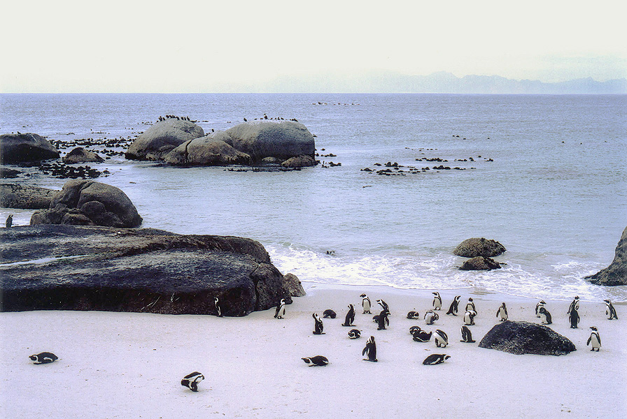 [penguin+beach+small.jpg]