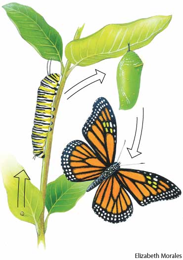 [Metamorphosis+of+monarch+butterfly.jpg]