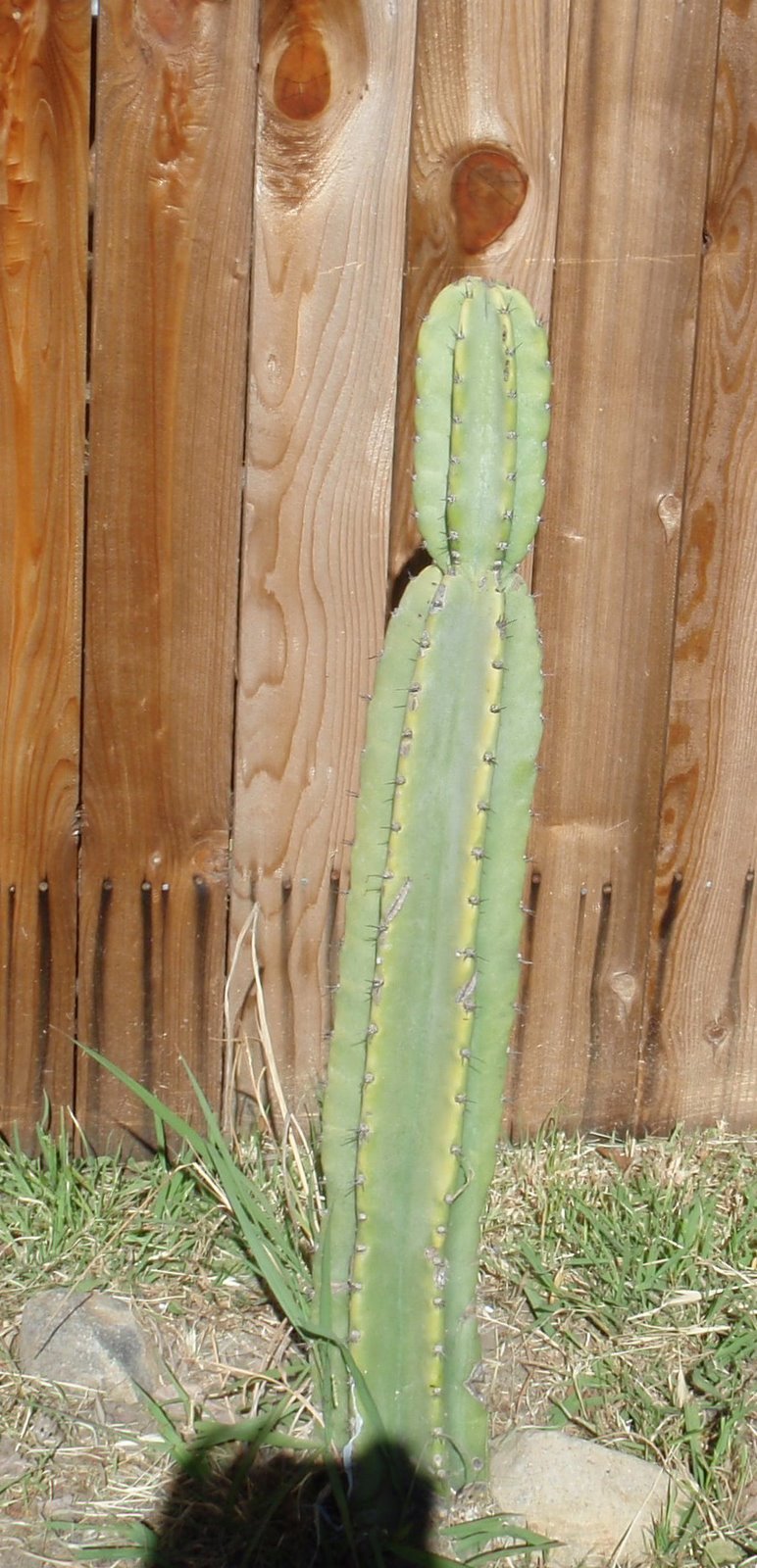 [june+16+tall+cactus.jpg]