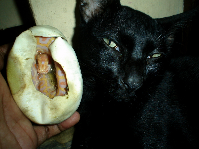 [Burm+baby+in+egg+and+cat+from+tirador.jpg]