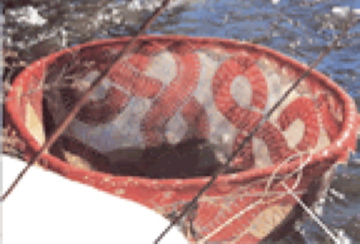 [Lace-Coracle-A.jpg]