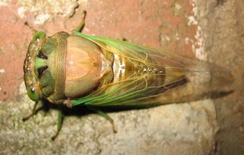 [cicada1.jpg]