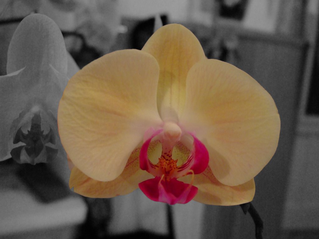 [Orchidea-761703.jpg]